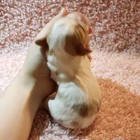 AKC Courtney, a female Cavalier King Charles Spaniel for sale in Elizabethton, TN – 5 of 5