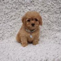Liam, a male Cavalier King Charles Spaniel and Poodle - Toy  for sale in Elizabethton, TN – 8 of 8
