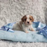 Westley, a male Cavalier King Charles Spaniel for sale in Elizabethton, TN – 2 of 6