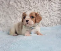 Westley, a male Cavalier King Charles Spaniel for sale in Elizabethton, TN – 6 of 7