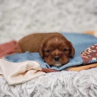 AKC Ferguson, a male Cavalier King Charles Spaniel for sale in Elizabethton, TN – 3 of 7