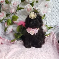Lily, a female Cavapoo for sale in Elizabethton, TN – 2 of 6