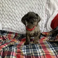Mason, a male Cavapoo for sale in Elizabethton, TN – 3 of 6