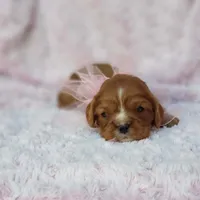 AKC Ladybug, a female Cavalier King Charles Spaniel for sale in Elizabethton, TN – 2 of 5