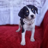 Travis, a male Cavalier King Charles Spaniel and Chihuahua for sale in Elizabethton, TN – Photo 5 of 7
