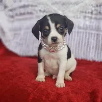 Travis, a male Cavalier King Charles Spaniel and Chihuahua for sale in Elizabethton, TN – Photo 4 of 7