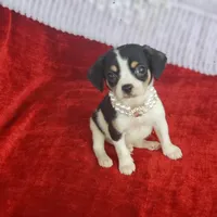 Travis, a male Cavalier King Charles Spaniel and Chihuahua for sale in Elizabethton, TN – Photo 3 of 7