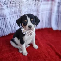 Travis, a male Cavalier King Charles Spaniel and Chihuahua for sale in Elizabethton, TN – Photo 1 of 7