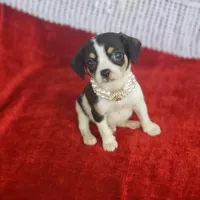 Travis, a male Cavalier King Charles Spaniel and Chihuahua for sale in Elizabethton, TN – Photo 7 of 7