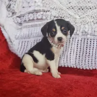 Travis, a male Cavalier King Charles Spaniel and Chihuahua for sale in Elizabethton, TN – Photo 6 of 7