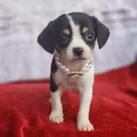 Travis, a male Cavalier King Charles Spaniel and Chihuahua for sale in Elizabethton, TN – Photo 1 of 7