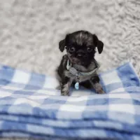Noah, a male Cavalier King Charles Spaniel and Chihuahua for sale in Elizabethton, TN – 9 of 9