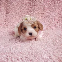 Rosie, a female Cavalier King Charles Spaniel for sale in Elizabethton, TN – 8 of 8