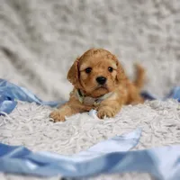 Presley, a male Cavalier King Charles Spaniel and Poodle - Toy  for sale in Elizabethton, TN – 5 of 10