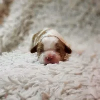 AKC Charlie, a male Cavalier King Charles Spaniel for sale in Elizabethton, TN – 2 of 5