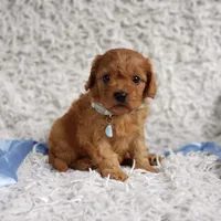 Reuben, a male Cavalier King Charles Spaniel and Poodle - Toy  for sale in Elizabethton, TN – 3 of 7