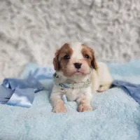 Westley, a male Cavalier King Charles Spaniel for sale in Elizabethton, TN – 5 of 6