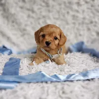 Liam, a male Cavalier King Charles Spaniel and Poodle - Toy  for sale in Elizabethton, TN – 1 of 7