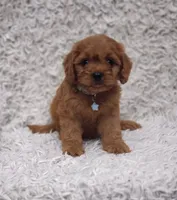 Reuben, a male Cavalier King Charles Spaniel and Poodle - Toy  for sale in Elizabethton, TN – 9 of 10