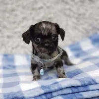 Noah, a male Cavalier King Charles Spaniel and Chihuahua for sale in Elizabethton, TN – 5 of 9