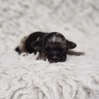 Tiny George, a male Cavalier King Charles Spaniel and Chihuahua for sale in Elizabethton, TN – 5 of 9