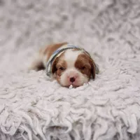 AKC Remi, a male Cavalier King Charles Spaniel for sale in Elizabethton, TN – 3 of 6