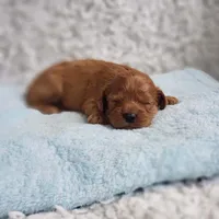 Reuben, a male Cavapoo for sale in Elizabethton, TN – 4 of 4