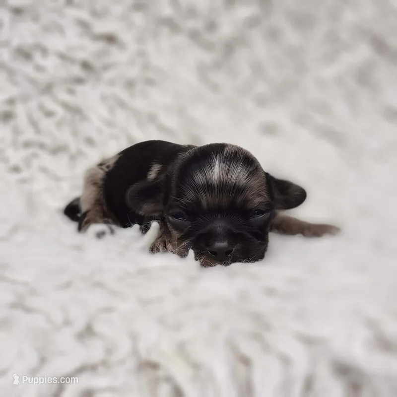 Tiny George – Cavalier King Charles Spaniel, Chihuahua puppy for sale in Elizabethton, TN
