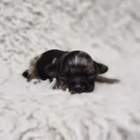 Tiny George, a male Cavalier King Charles Spaniel and Chihuahua for sale in Elizabethton, TN – 1 of 9
