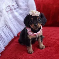 Rosie, a female Cavalier King Charles Spaniel and Chihuahua for sale in Elizabethton, TN – Photo 6 of 7