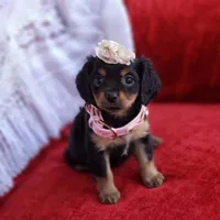 Rosie, a female Cavalier King Charles Spaniel and Chihuahua for sale in Elizabethton, TN – Photo 2 of 7