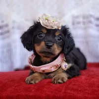 Rosie, a female Cavalier King Charles Spaniel and Chihuahua for sale in Elizabethton, TN – Photo 7 of 7