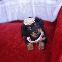 Rosie, a female Cavalier King Charles Spaniel and Chihuahua for sale in Elizabethton, TN – Photo 1 of 7