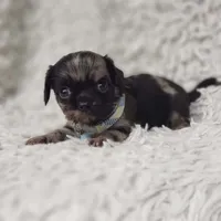 Noah, a male Cavalier King Charles Spaniel and Chihuahua for sale in Elizabethton, TN – 7 of 10