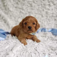 Reuben, a male Cavalier King Charles Spaniel and Poodle - Toy  for sale in Elizabethton, TN – 6 of 10