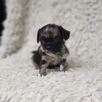 Noah, a male Cavalier King Charles Spaniel and Chihuahua for sale in Elizabethton, TN – 10 of 10