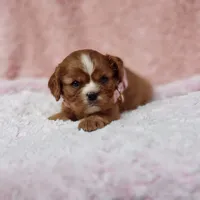 AKC Georgia, a female Cavalier King Charles Spaniel for sale in Elizabethton, TN – 5 of 10