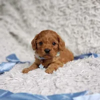 Reuben, a male Cavalier King Charles Spaniel and Poodle - Toy  for sale in Elizabethton, TN – 5 of 10