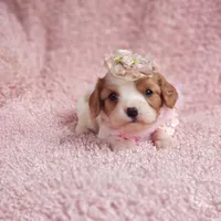 Rosie, a female Cavalier King Charles Spaniel for sale in Elizabethton, TN – 6 of 8