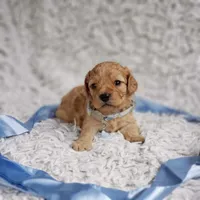 Presley , a male Cavalier King Charles Spaniel and Poodle - Toy  for sale in Elizabethton, TN – 1 of 4