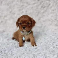 AKC Ferguson, a male Cavalier King Charles Spaniel for sale in Elizabethton, TN – 9 of 10