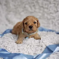 Presley , a male Cavalier King Charles Spaniel and Poodle - Toy  for sale in Elizabethton, TN – 2 of 4