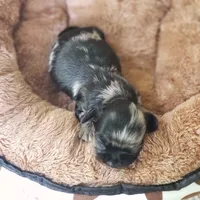 Tiny George, a male Cavalier King Charles Spaniel and Chihuahua for sale in Elizabethton, TN – 10 of 10