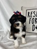 Monica, a female Bernedoodle for sale in Greenfield, IN – 6 of 6