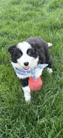Bandit, a male Australian Shepherd for sale in Greenfield, IN – Photo 4 of 5