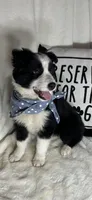 Bandit, a male Australian Shepherd for sale in Greenfield, IN – Photo 3 of 5