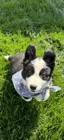 Bandit, a male Australian Shepherd for sale in Greenfield, IN – Photo 5 of 5