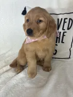 Marigold, a female Golden Retriever for sale in Greenfield, IN – 5 of 5