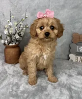 Monica, a female Cavapoo for sale in Greenfield, IN – Photo 5 of 6