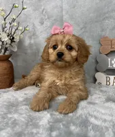 Monica, a female Cavapoo for sale in Greenfield, IN – Photo 4 of 6